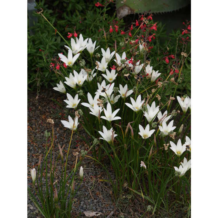 Zephyranthes commersoniana