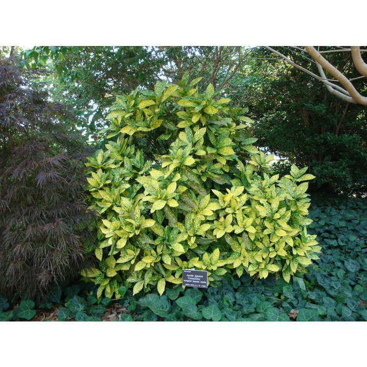 Aucuba japonica 'Crotonifolia' - variegated Japanese aucuba
