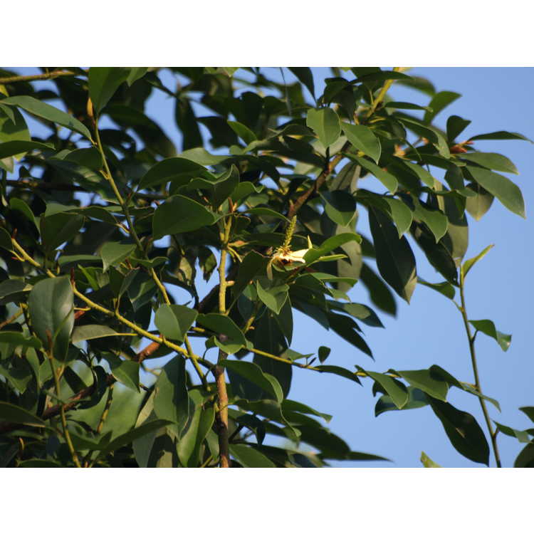 <em>Magnolia ernestii</em>