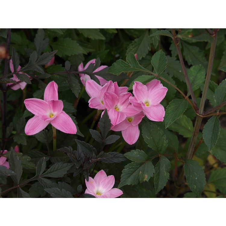 Zephyranthes 'Pink Panther' - pink rain-lily