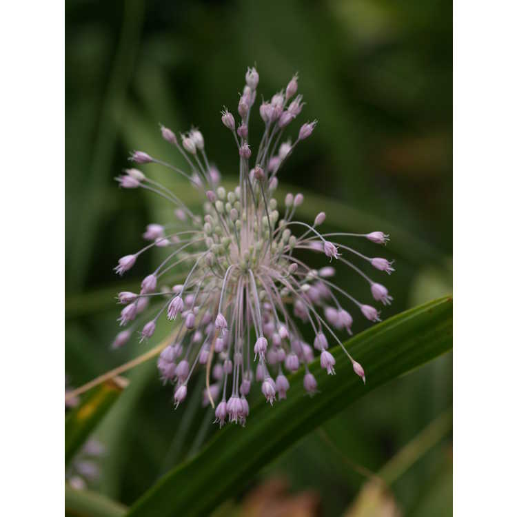 Allium pulchellum