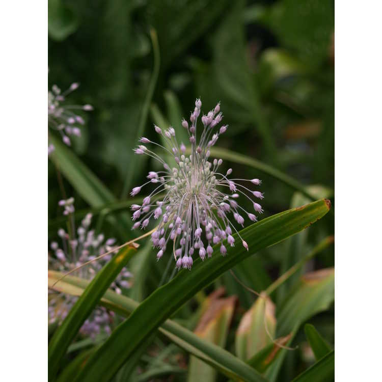 Allium pulchellum