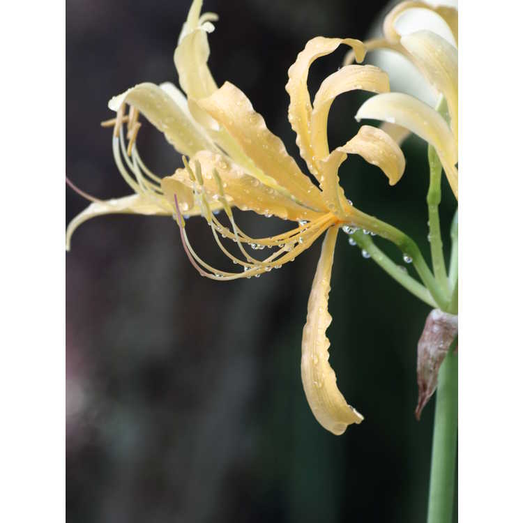 Lycoris chinensis - golden surprise-lily