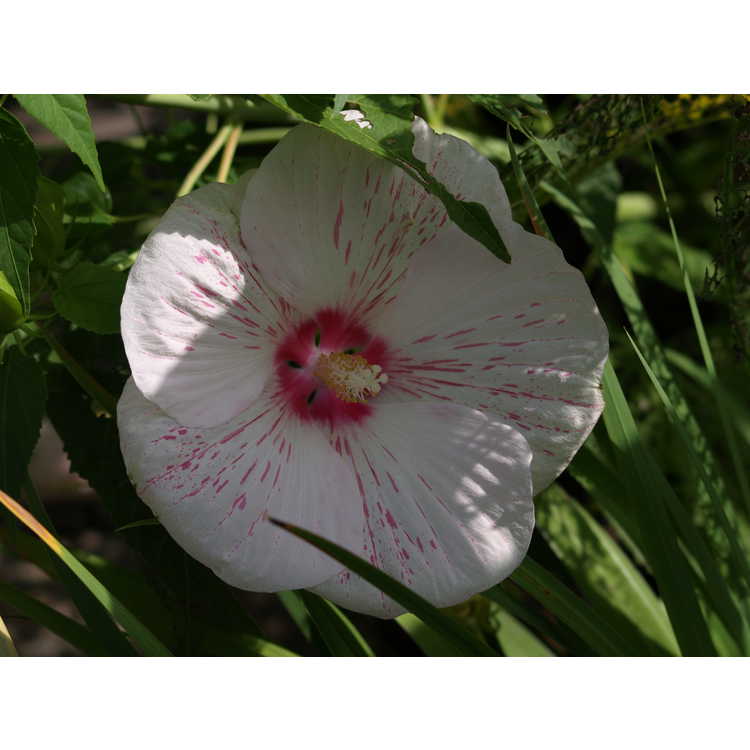 Hibiscus 'Peppermint Flare'