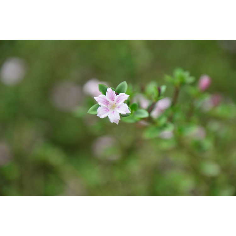 Serissa japonica 'Apple Blossom' - Japanese snow rose