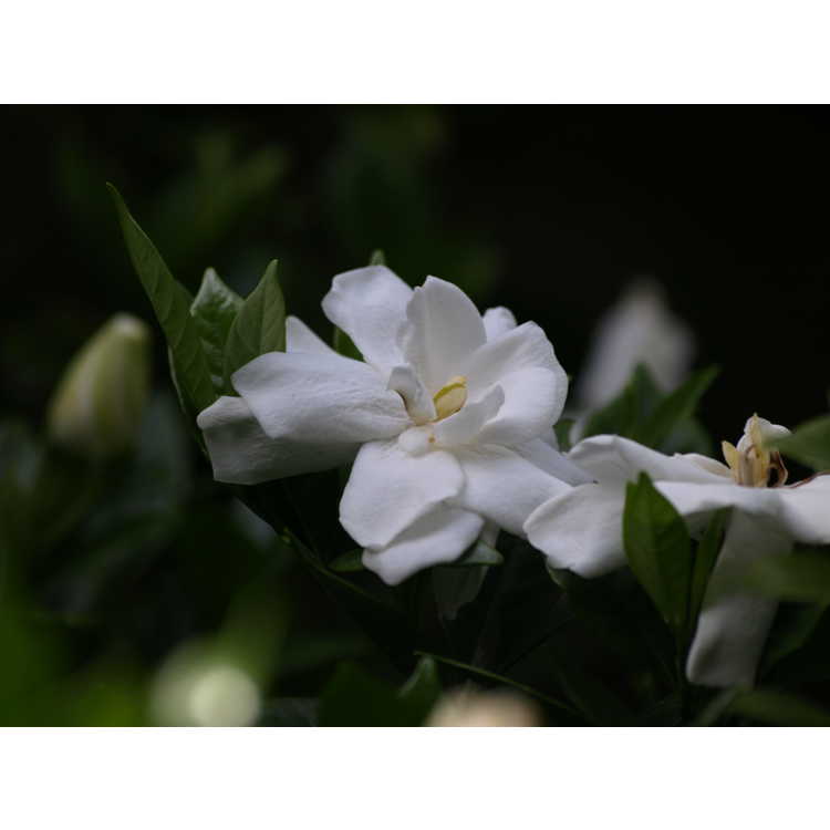 Gardenia jasminoides 'Chuck Hayes' - Cape jessamine