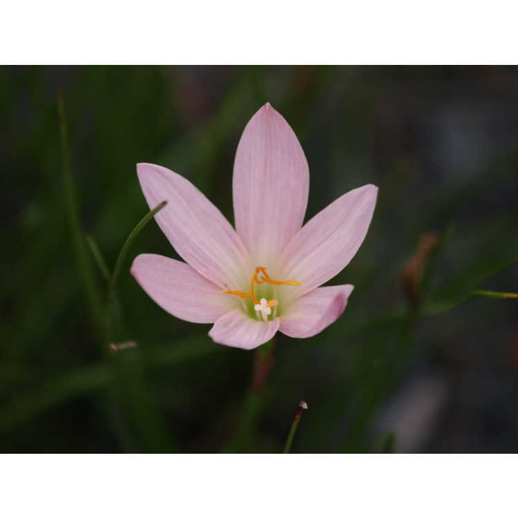 Zephyranthes 'Prairie Sunset' - pink rain-lily