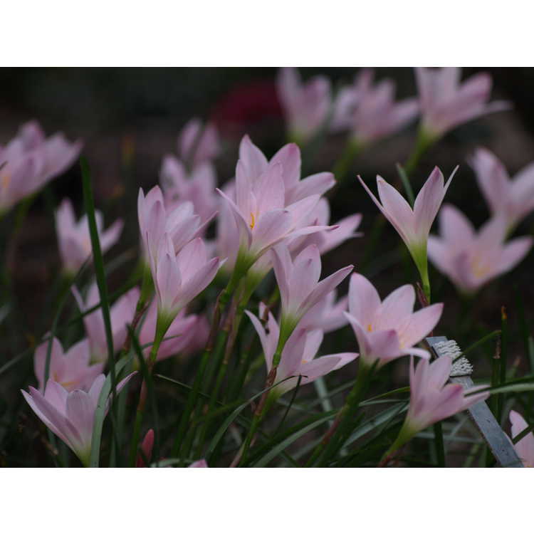 Zephyranthes 'Grandjax' - rain-lily