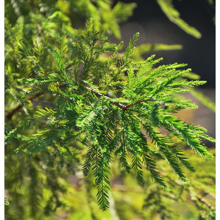 Taxodium distichum 'Peve Yellow' - bald cypress