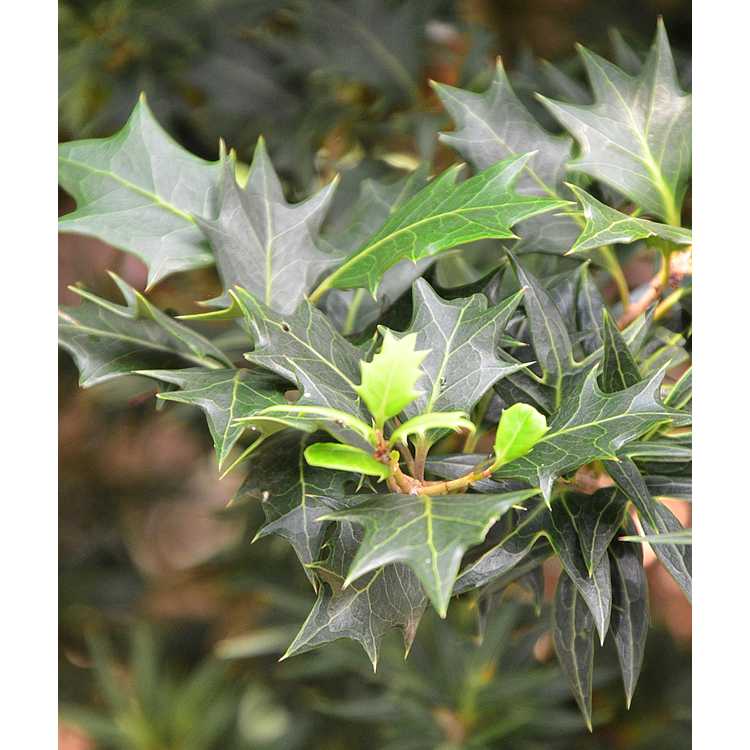 Osmanthus heterophyllus 'Sasaba' - holly tea-olive