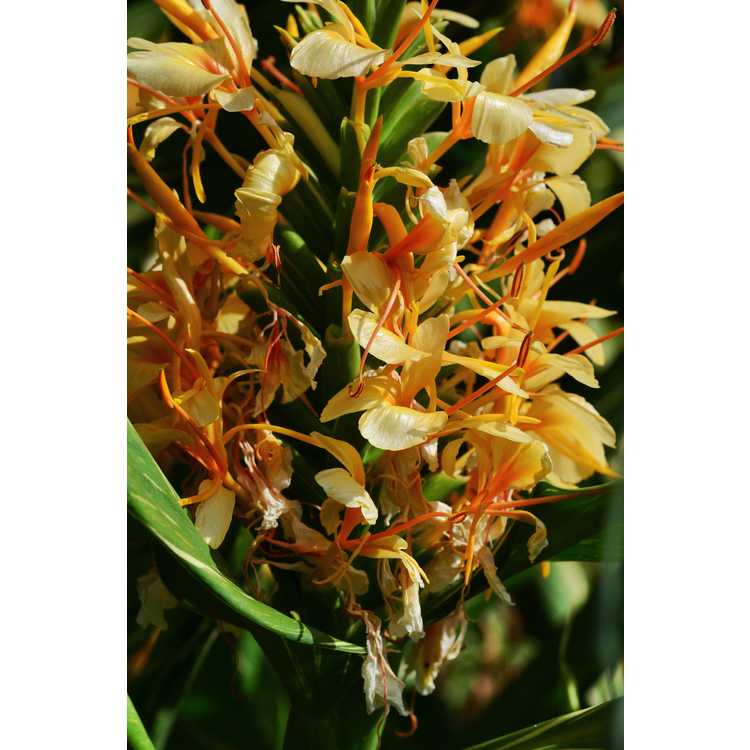 Hedychium 'Dr. Moy' - variegated ginger-lily