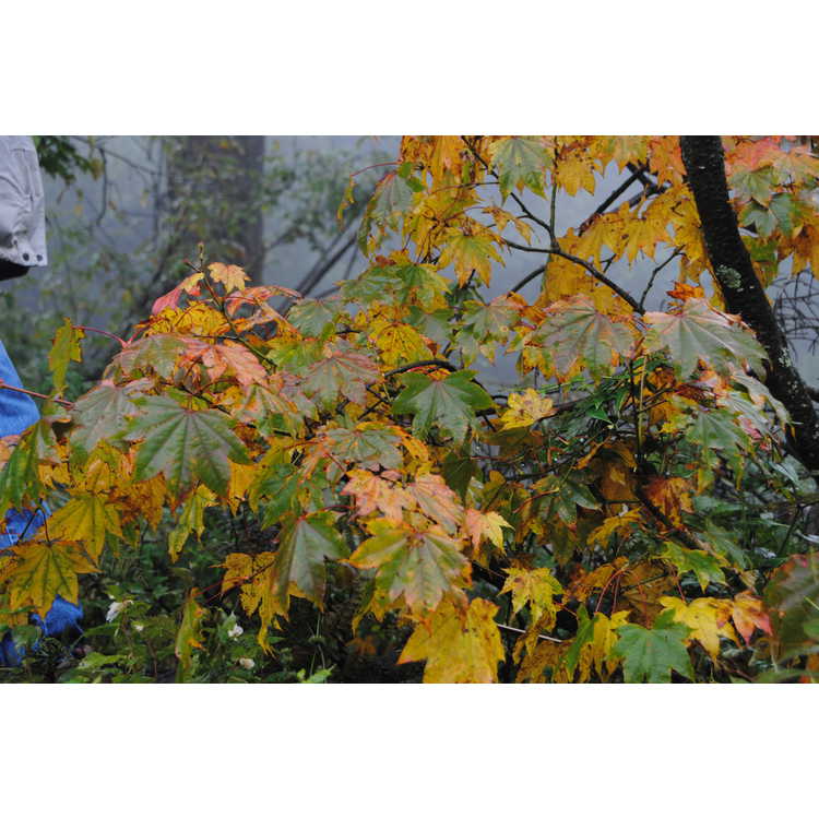 Acer campbellii subsp. flabellatum