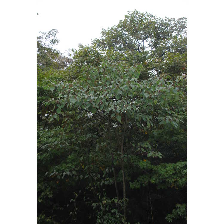 Cornus controversa - giant dogwood