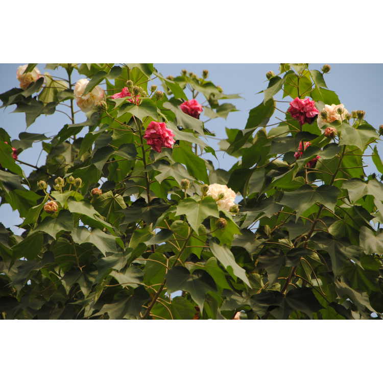 Hibiscus mutabilis - Confederate rose