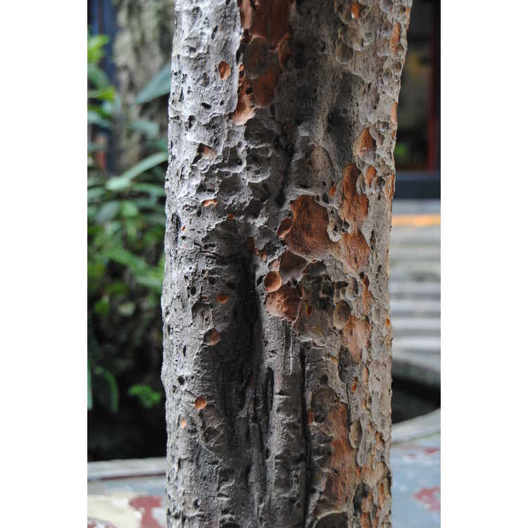 Eriobotrya japonica - loquat