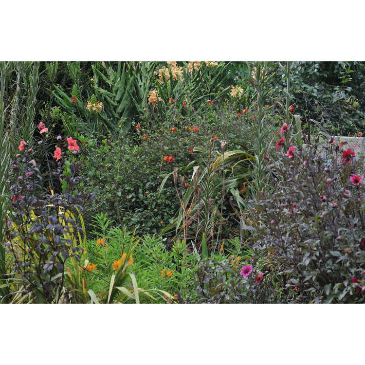 Dahlia coccinea - garden dahlia