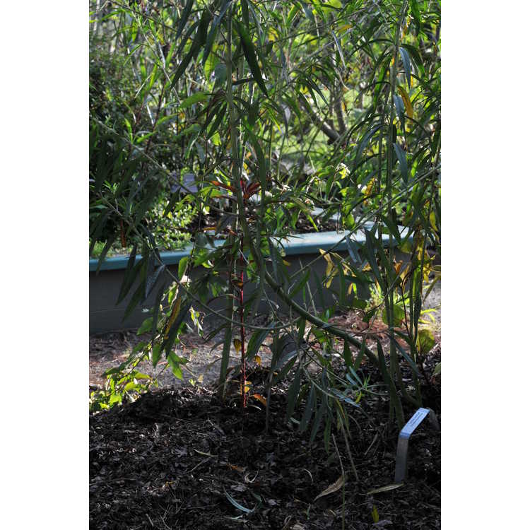 Gomphocarpus physocarpus - swamp milkweed