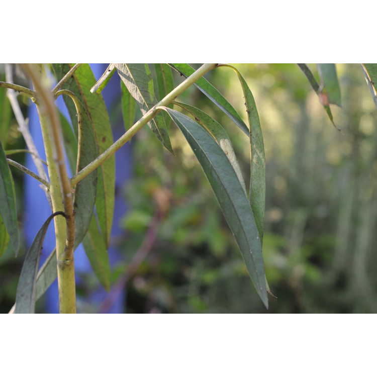 Gomphocarpus physocarpus - swamp milkweed