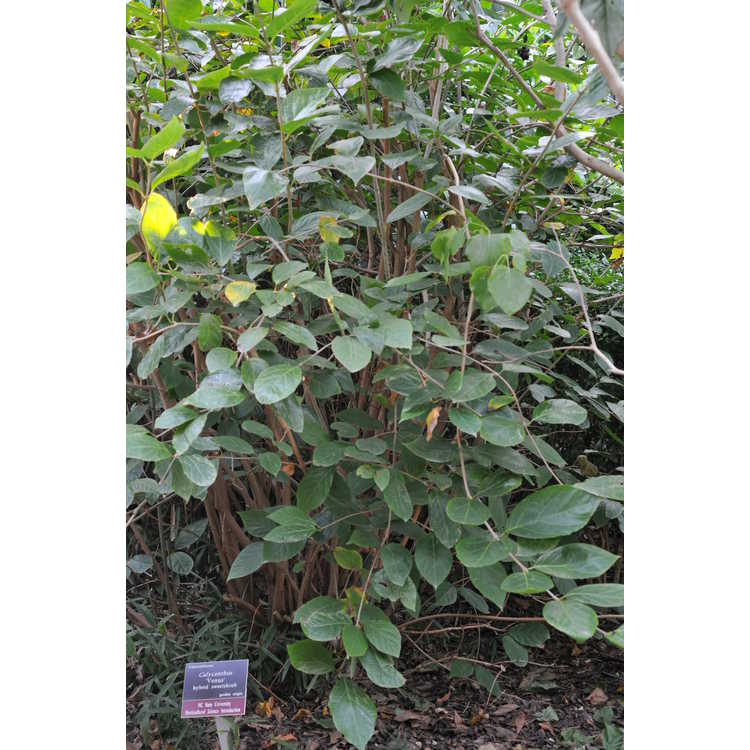 Calycanthus 'Venus' - hybrid sweetshrub