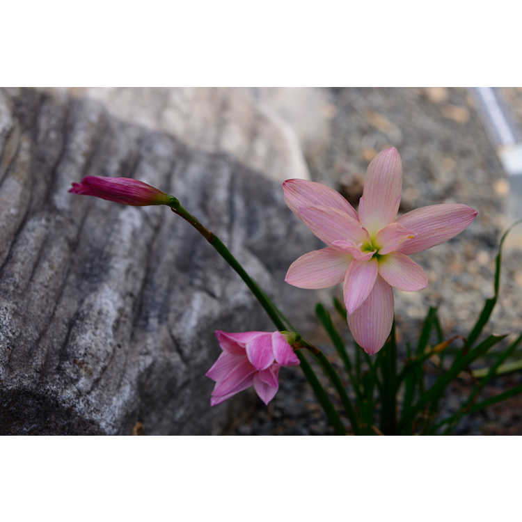 Zephyranthes 'Moulin Rouge' - rain-lily