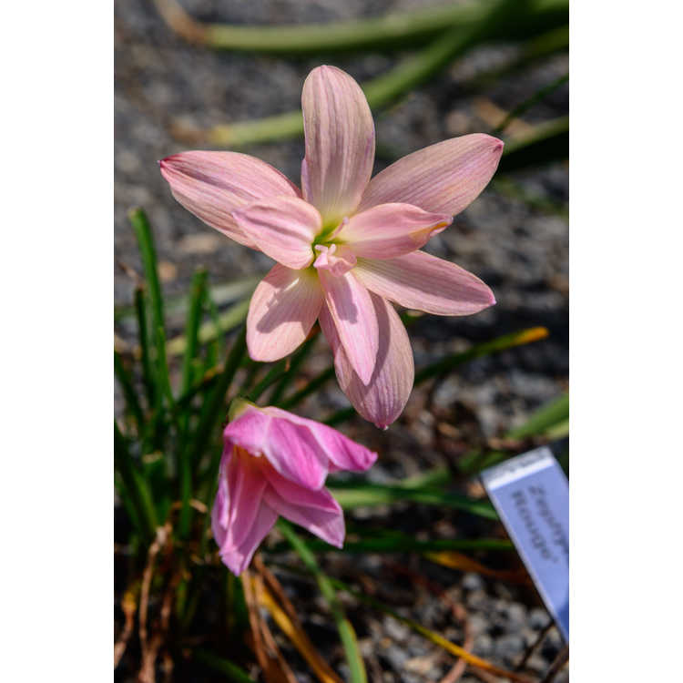Zephyranthes 'Moulin Rouge' - rain-lily