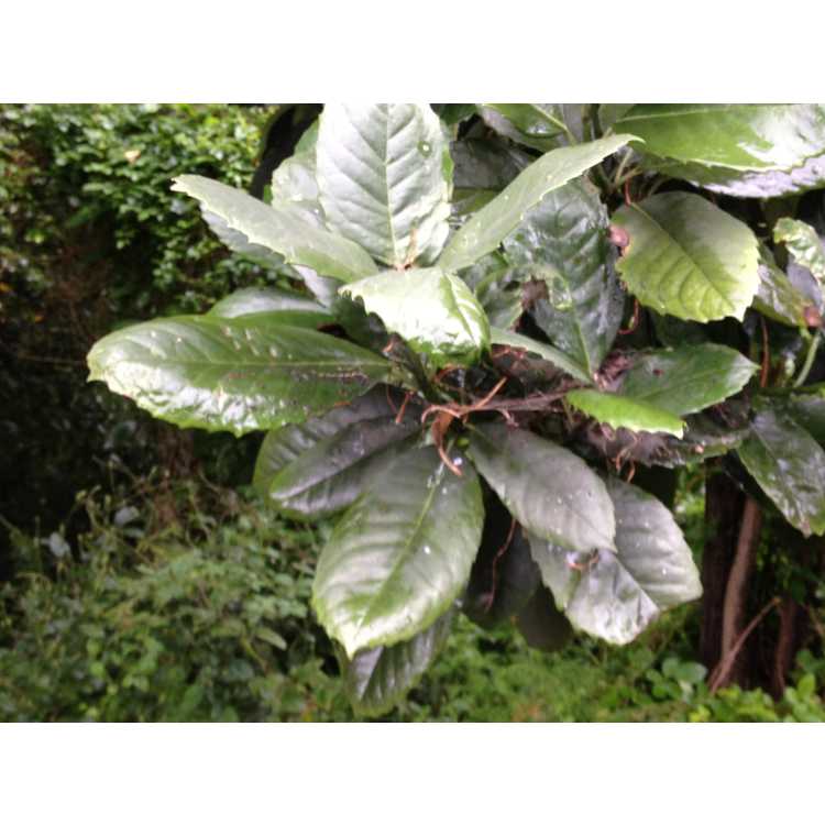 Garryaceae
