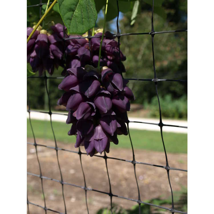 purple jade vine