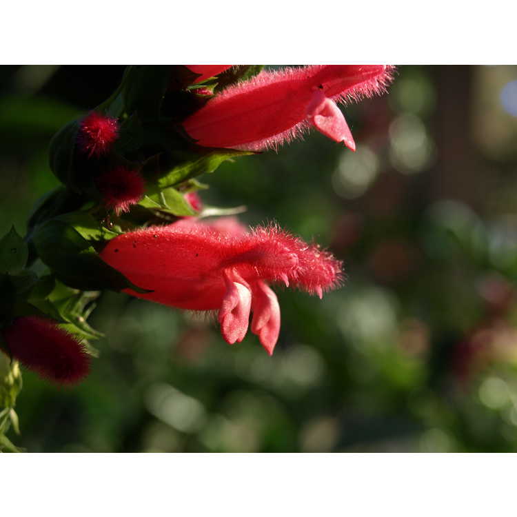 Salvia oxyphora