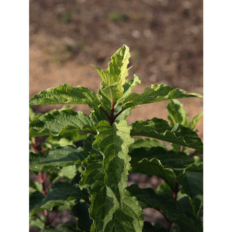 Hydrangea paniculata 'Yukigeshou'