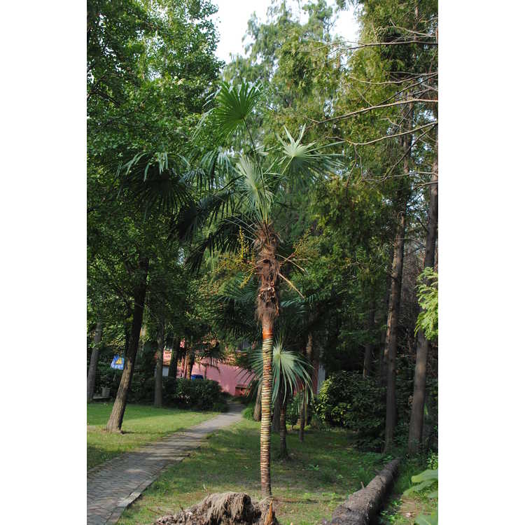 <em>Trachycarpus</em>