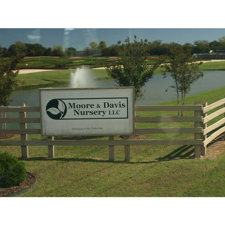 Moore and Davis Nursery