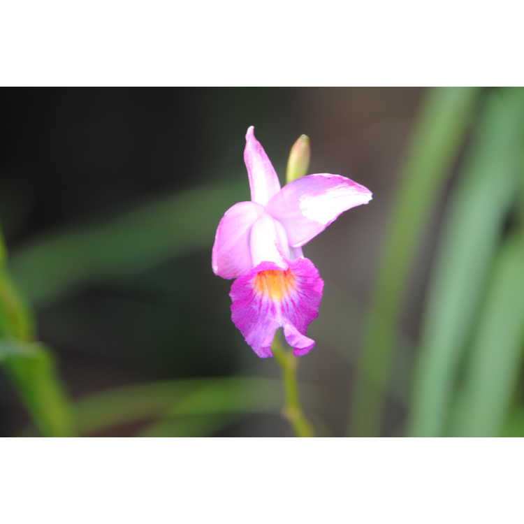bamboo orchid