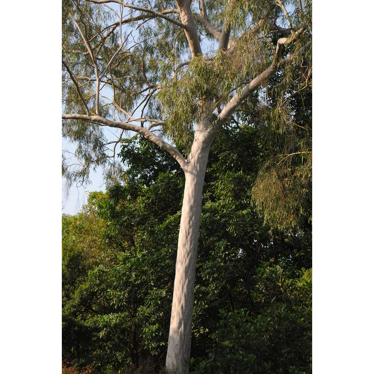 <em>Eucalyptus citriodora</em>