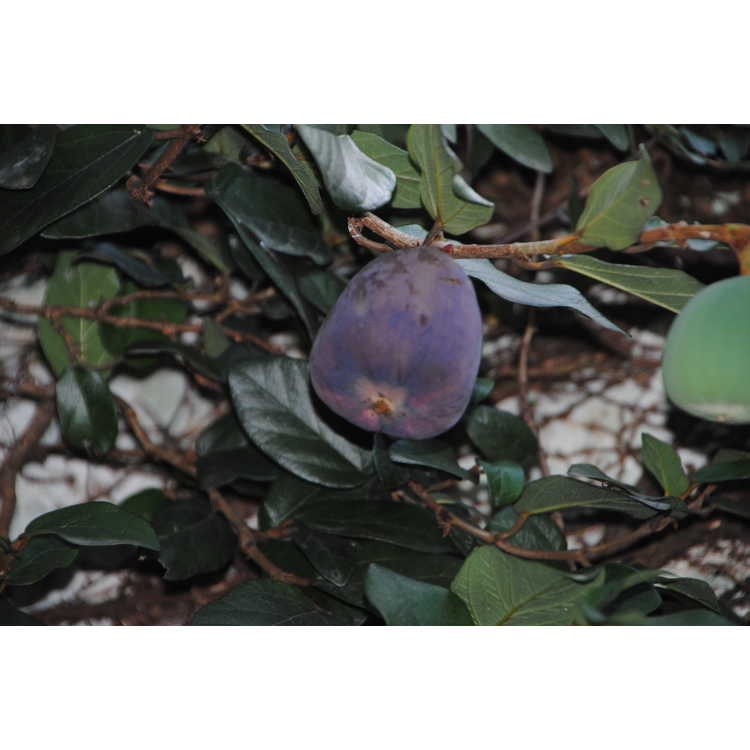 climbing fig