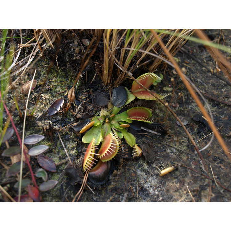 <em>Dionaea muscipula</em>