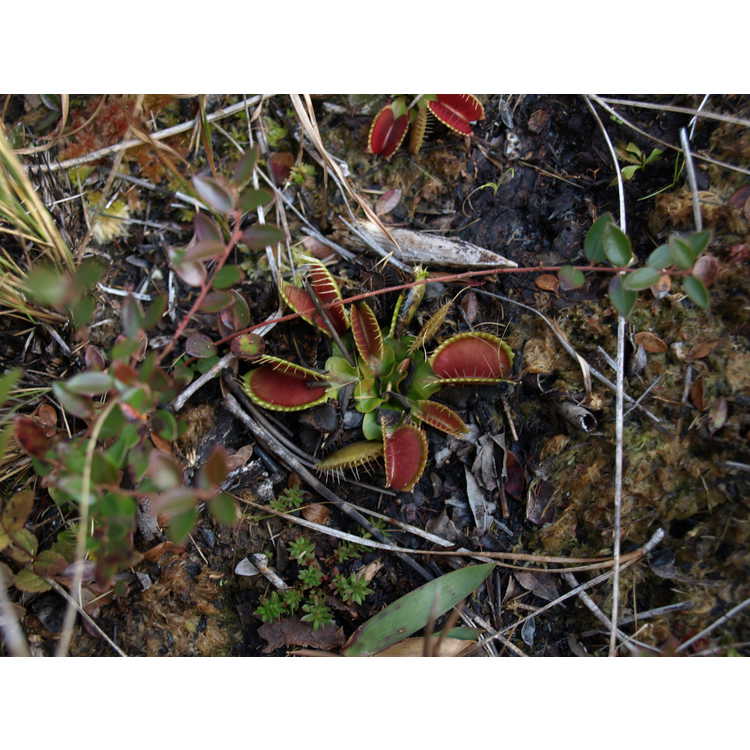 <em>Dionaea muscipula</em>