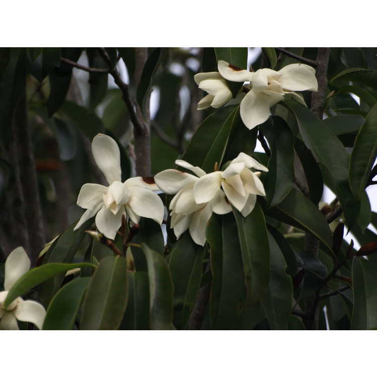 Magnolia cavaleriei - magnolia