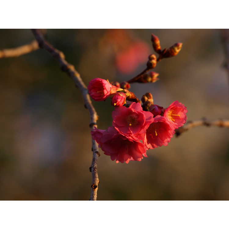 Prunus (NA 63480) - U.S. National Arboretum hybrid flowering cherry