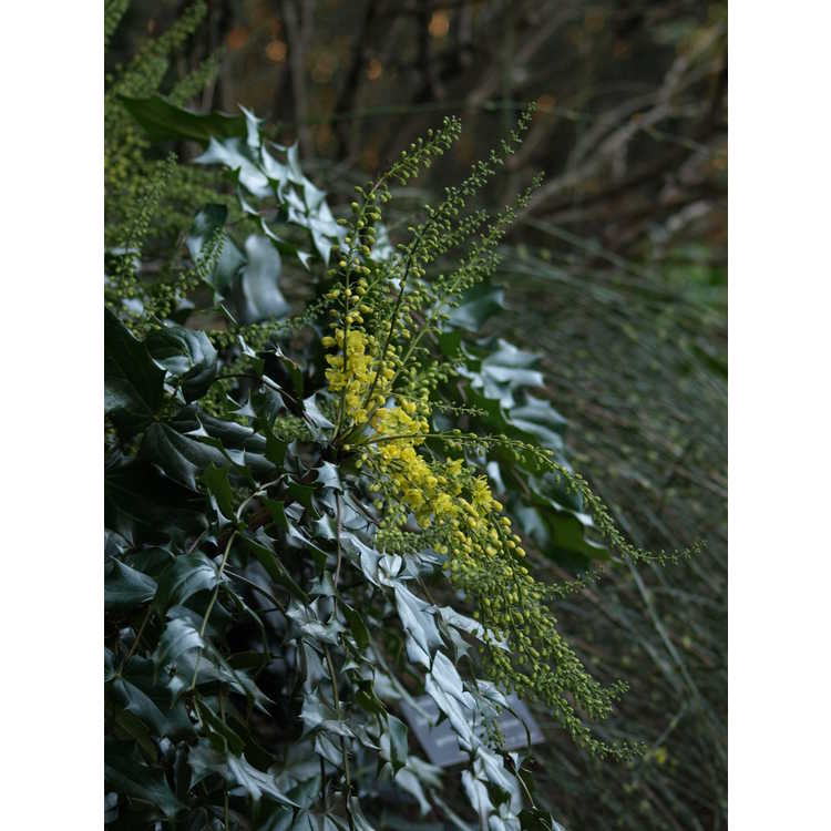 Mahonia ×lindsayae 'Cantab'