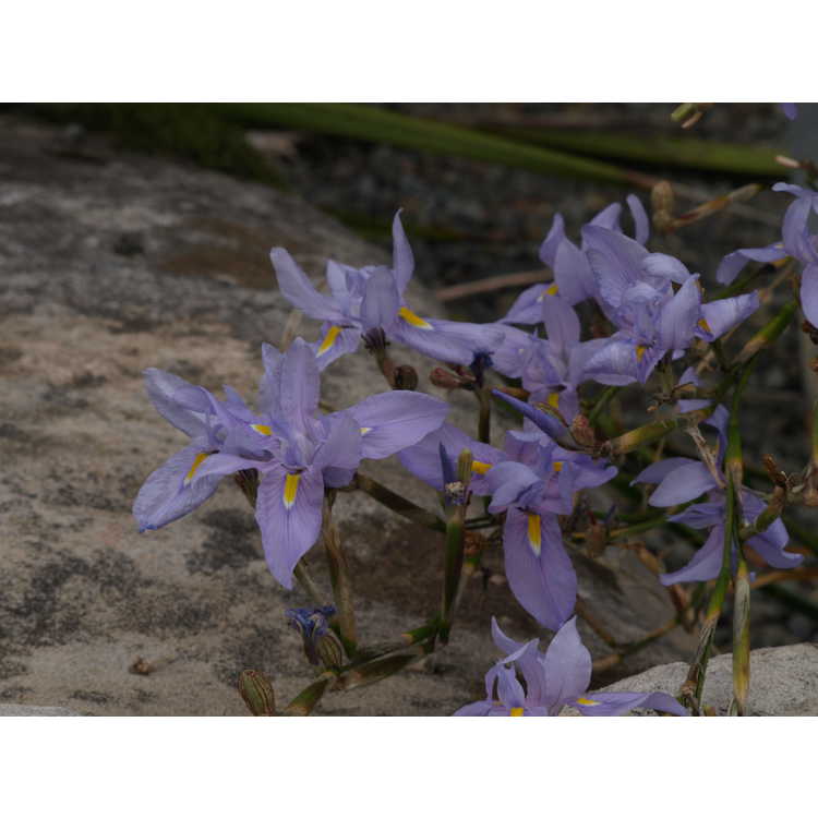 Moraea polystachya - butterfly iris