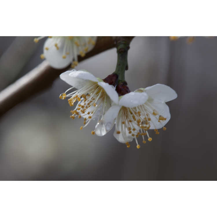Prunus mume 'Sabashi-ko' - Japanese flowering apricot