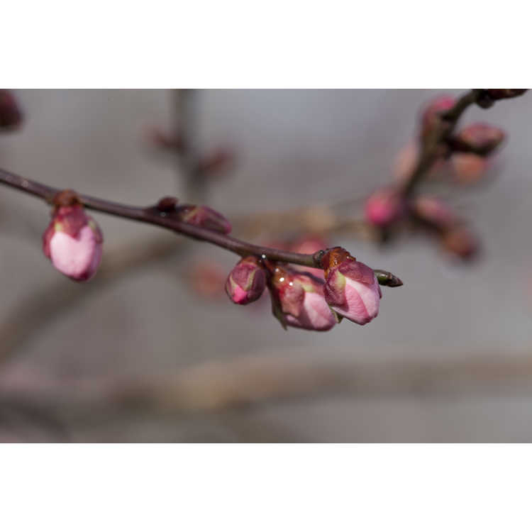 Prunus mume 'Okitsu-akabana' - Japanese flowering apricot