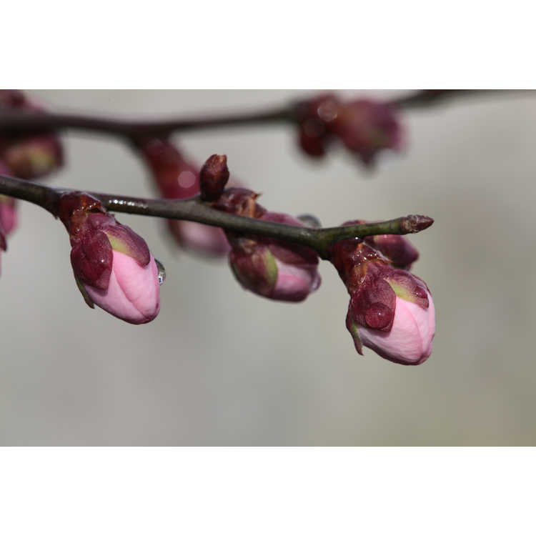 Prunus mume 'Luke' - red Japanese flowering apricot