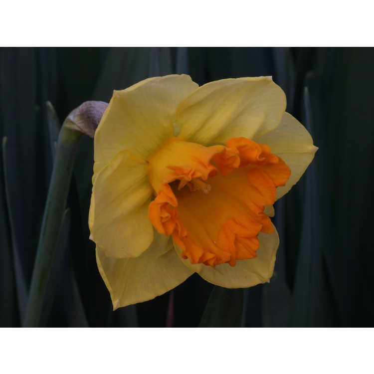 Narcissus Orange Frilled