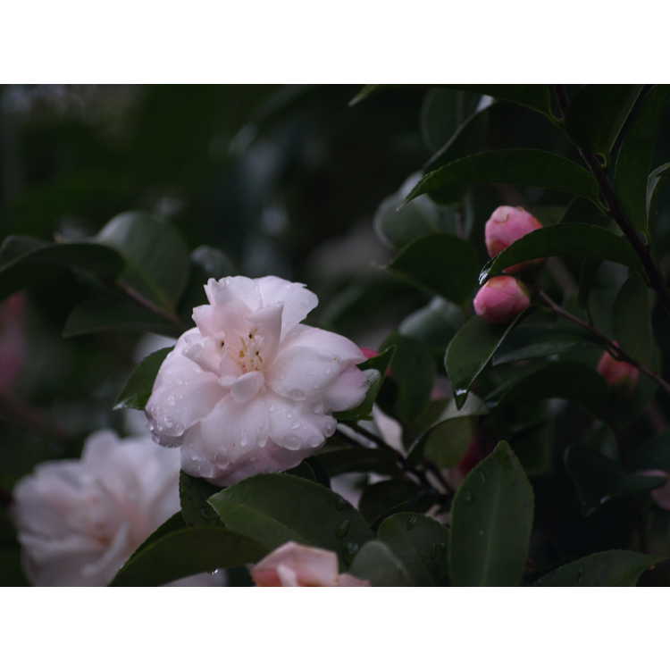 Camellia 'Cinnamon Cindy' - Ackerman hybrid camellia