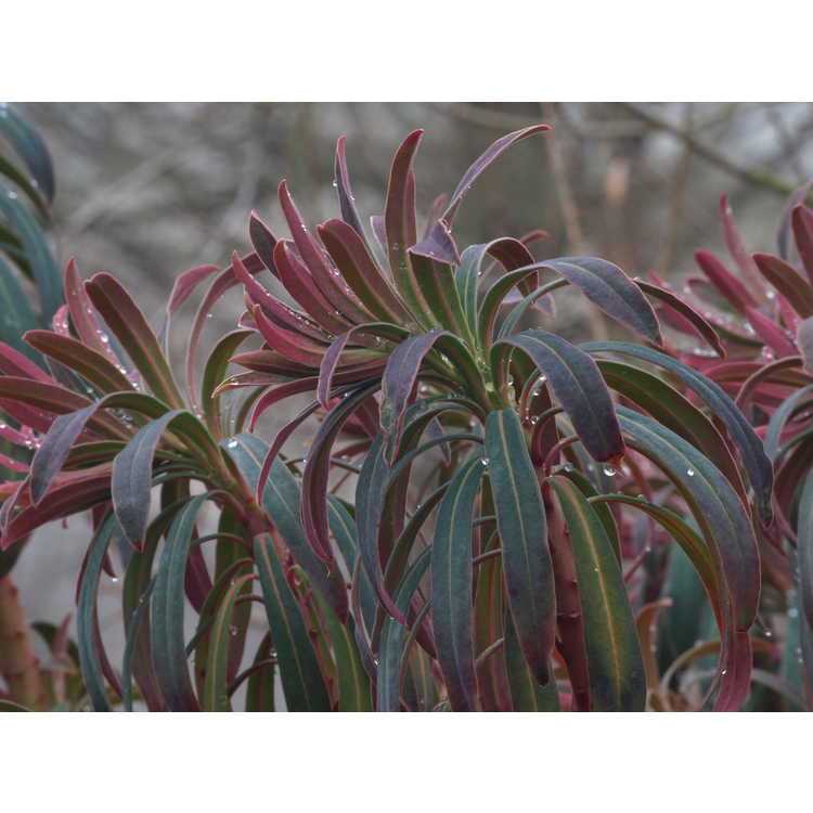 Euphorbia 'Canyon Gold' - spurge
