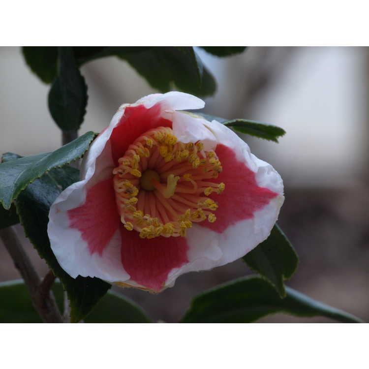 Camellia japonica 'Ta Fuku Benten'
