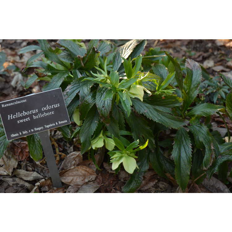 Helleborus odorus - sweet hellebore