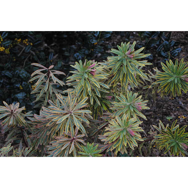 Euphorbia ×martinii 'Ascot Rainbow'
