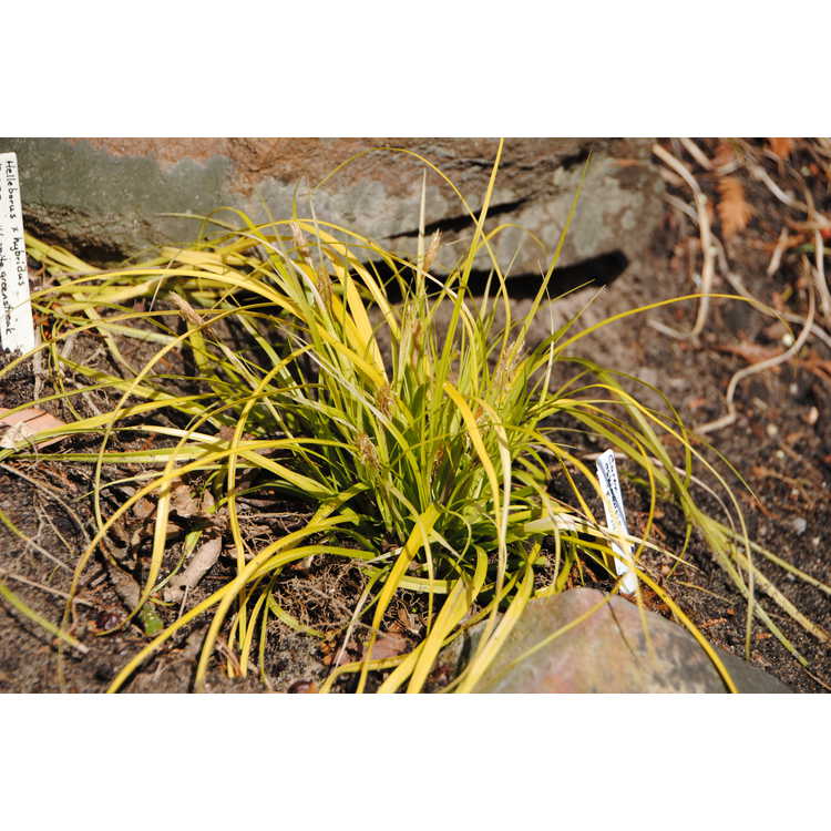 Carex oshimensis 'Everillo' - Evercolor variegated Japanese sedge